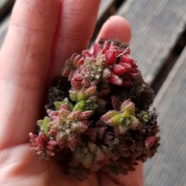 Crassula Setulosa v. Setulosa