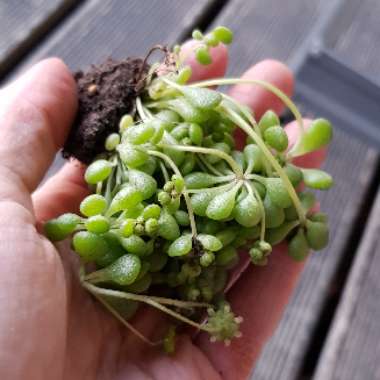 Monanthes brachycaulos