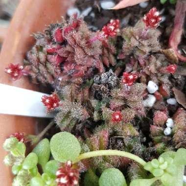 Crassula Setulosa v. Setulosa