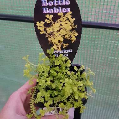 Selaginella