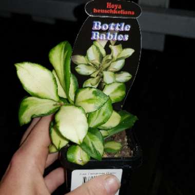Hoya Heuschkeliana Variegata