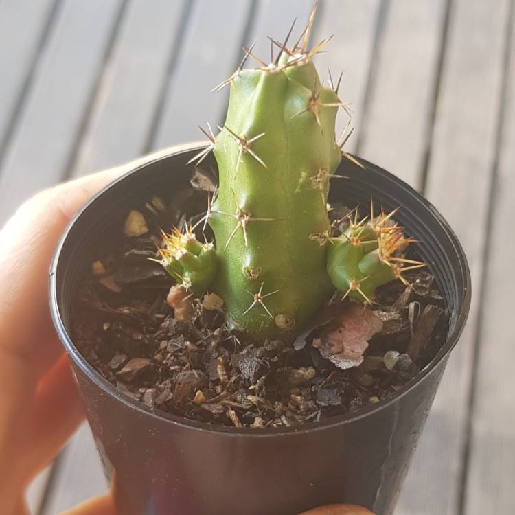 plant image 1145825