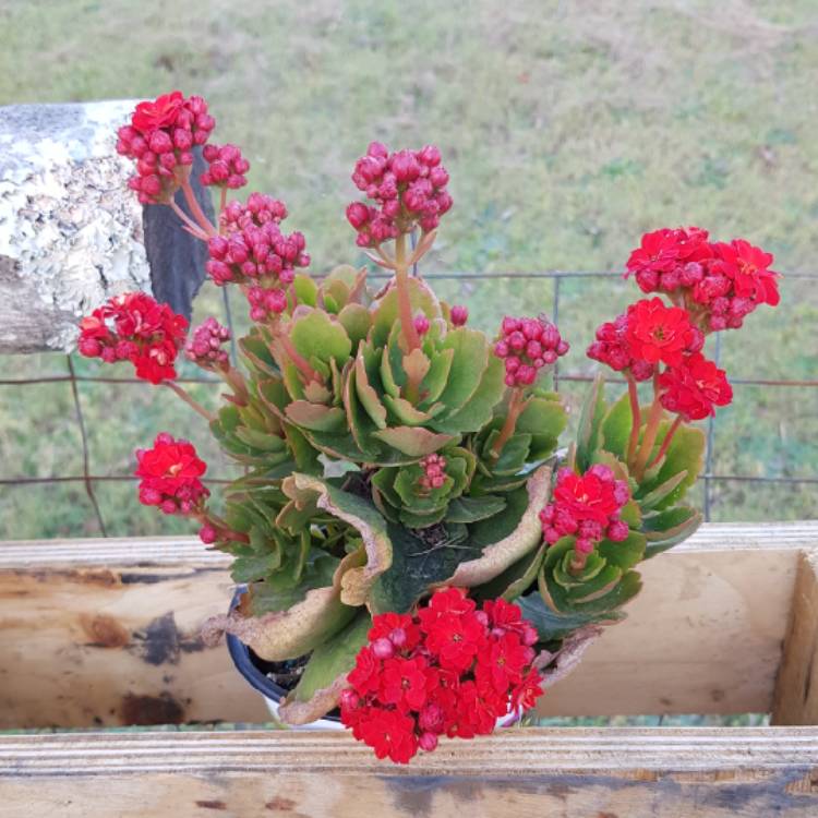 plant image 1155338