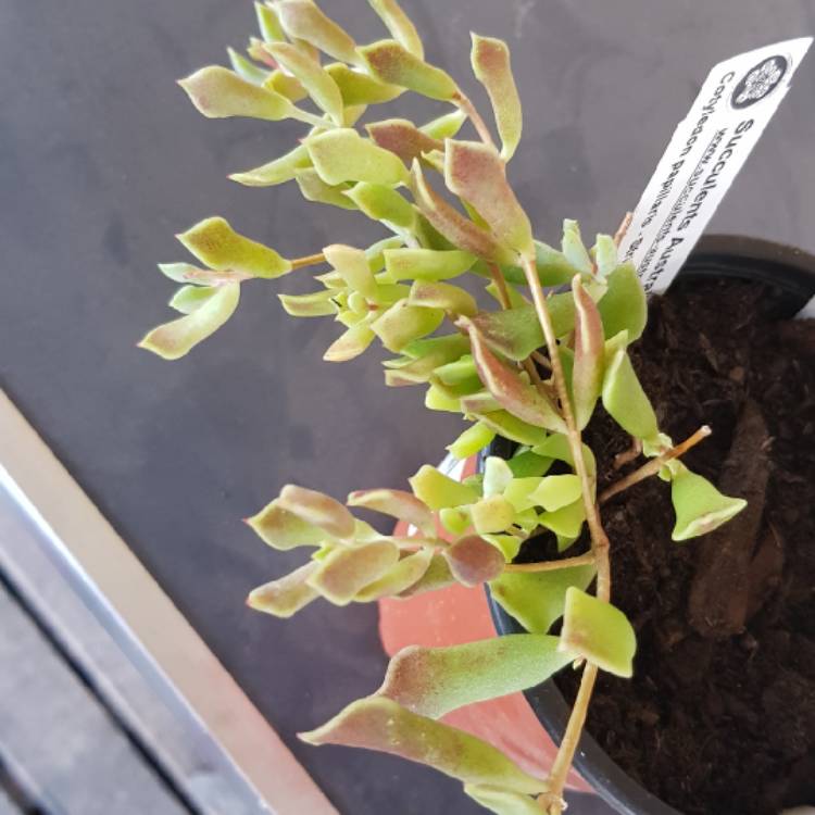 plant image 1173463