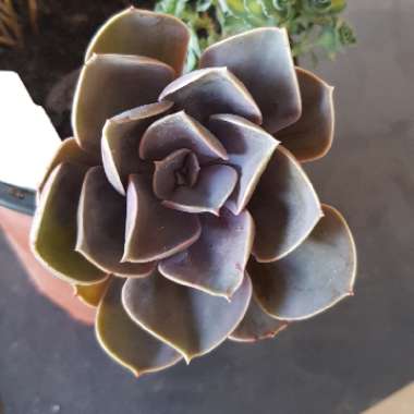 Echeveria Perle Von Nurnberg