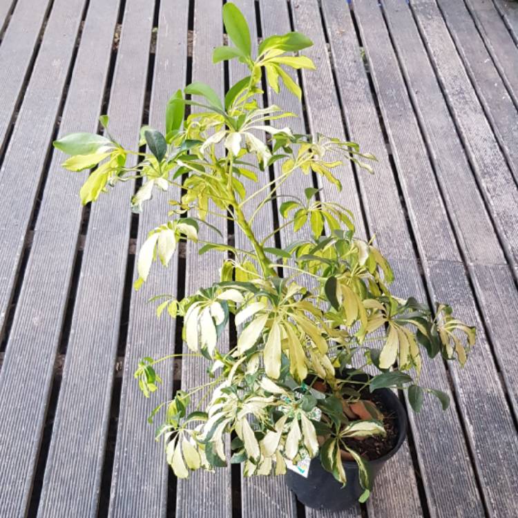 Plant image Schefflera arboricola 'Madam de Smet'