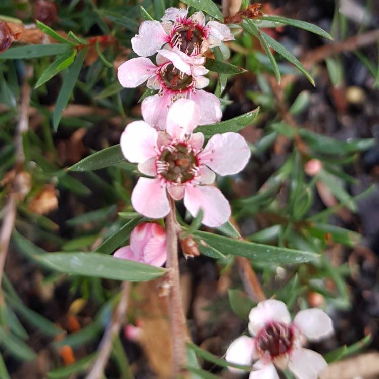 Plant image Leptospermum scoparium 'Pink Cascade'