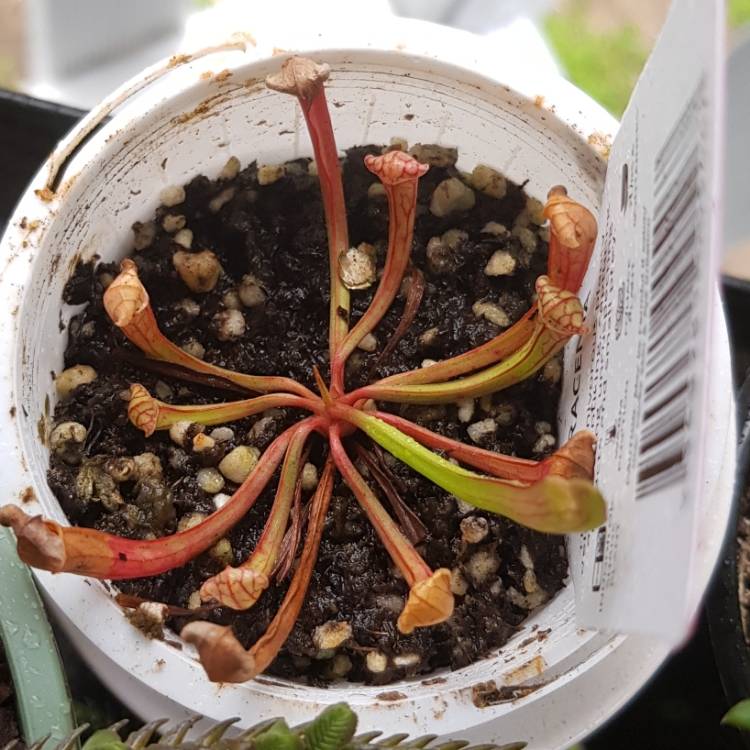 plant image 1186925