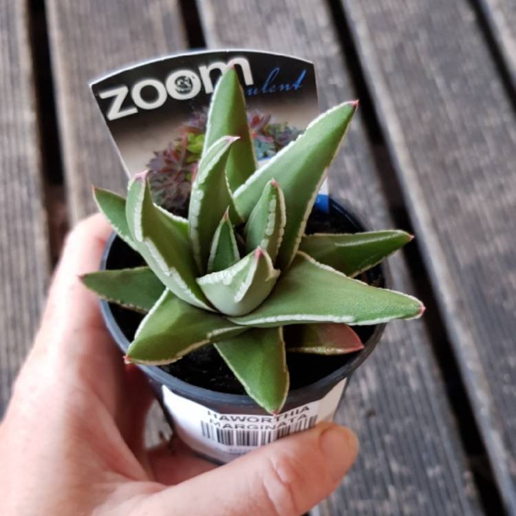 Plant image Tulista marginata