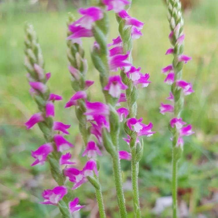 plant image 1194234