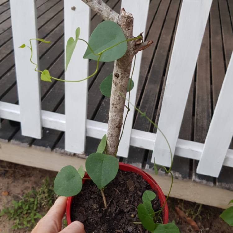 Plant image Stephania Japonica