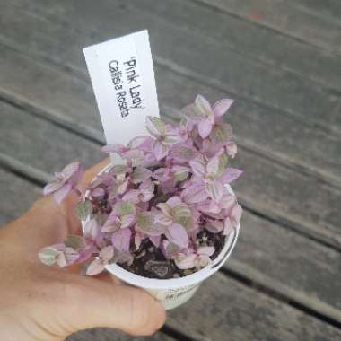Callisia repens 'Rosata'