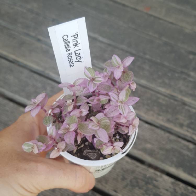 Plant image Callisia repens 'Rosata'