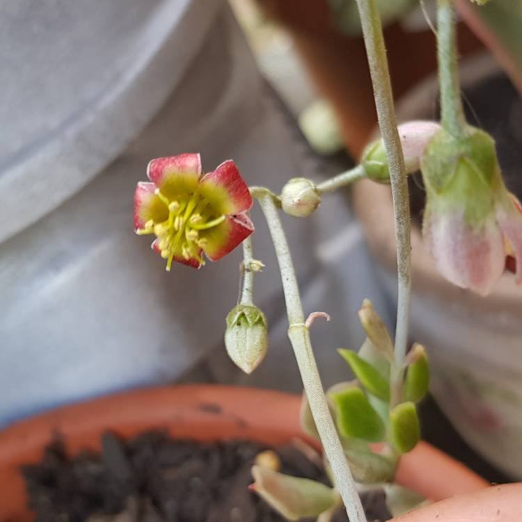 plant image 1202156