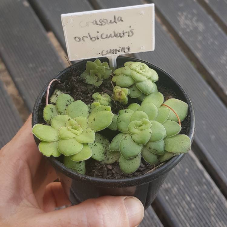 plant image 1204491