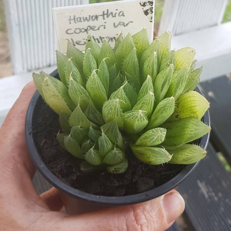 plant image 1204498