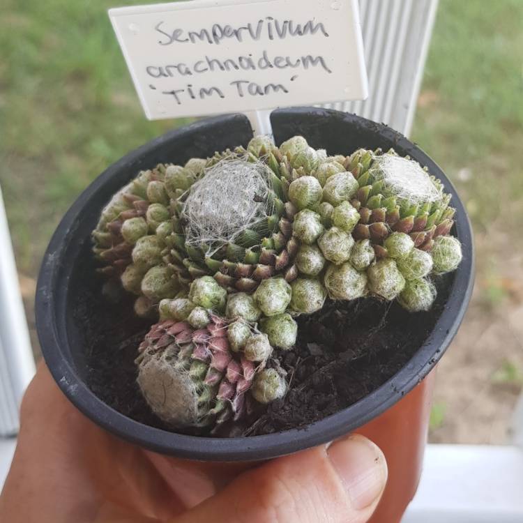 plant image 1204502