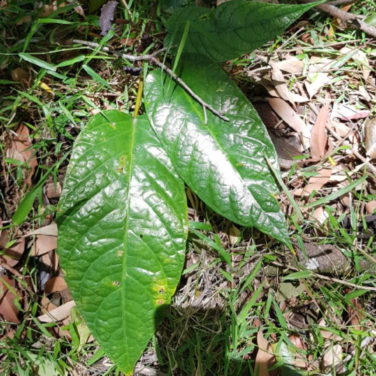 plant image 1205657