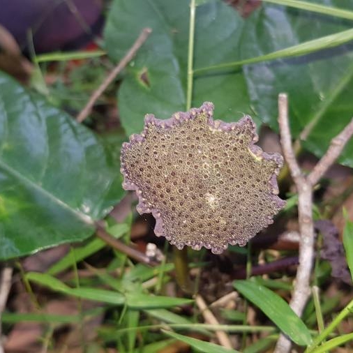 plant image 1205658