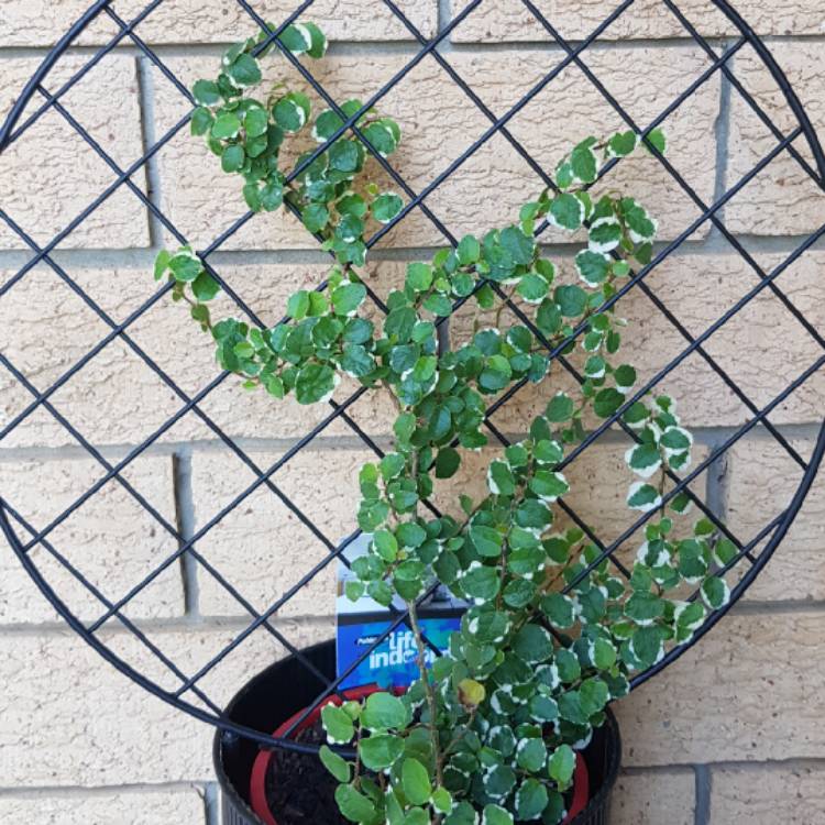 plant image 1210690