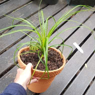 Beaucarnea recurvata