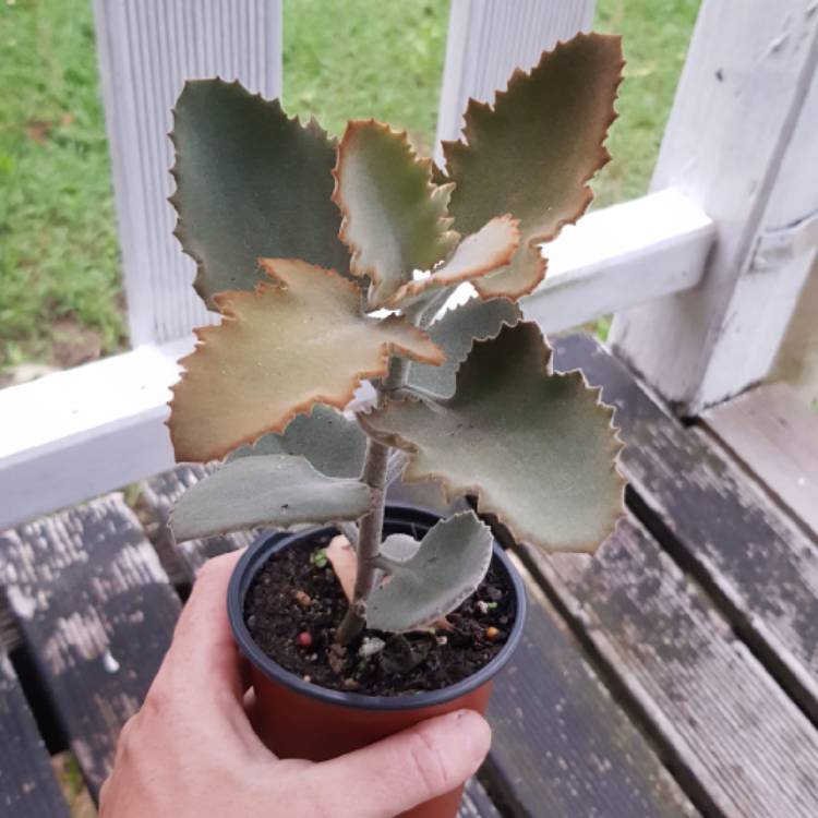Plant image Kalanchoe Beharensis Oak Leaf