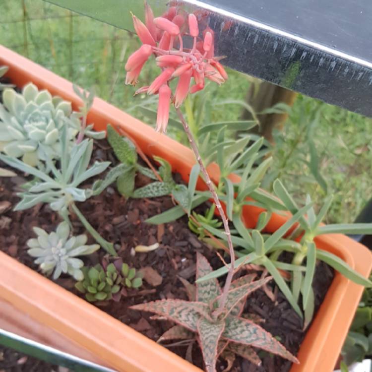 Plant image Aloe ‘Wrasse'