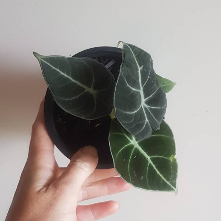 Plant image Alocasia sanderiana 'Black Velvet'