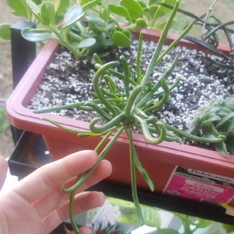 plant image 1254625