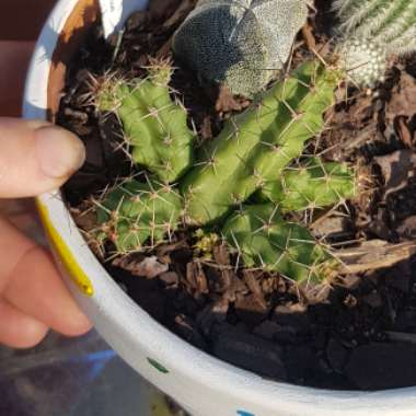 Echinocereus Pentalophus