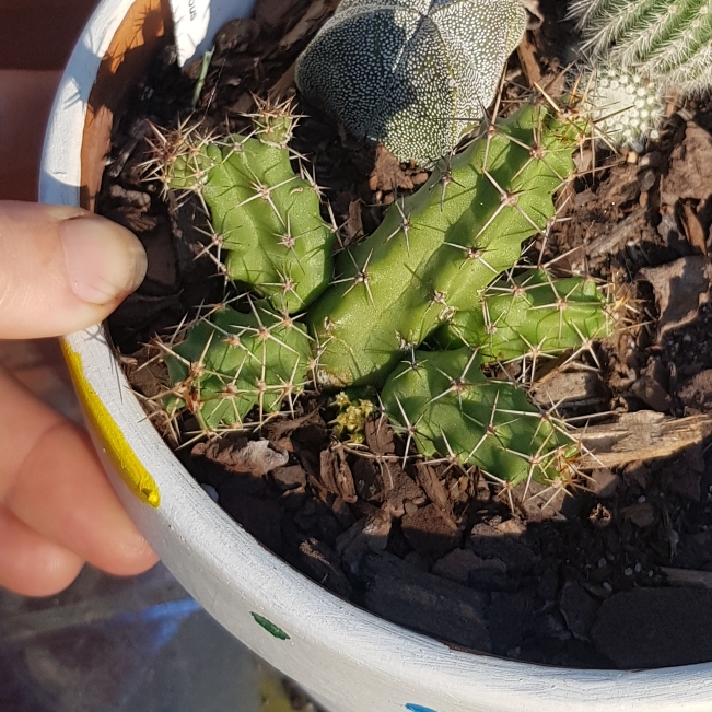 plant image 1254635