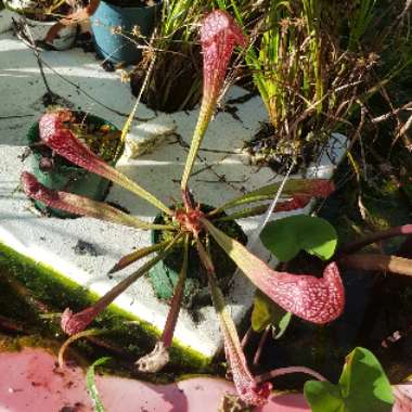 Sarracenia
