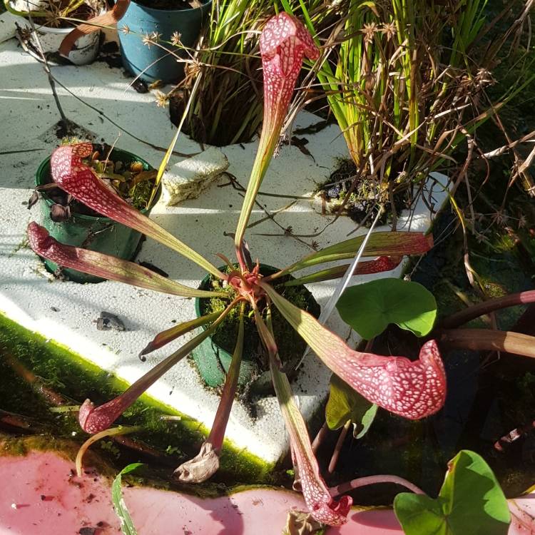 plant image 1254637