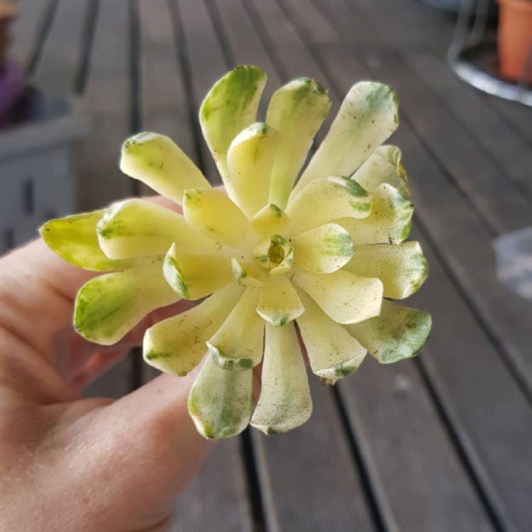 Plant image Aeonium Castello-Paivae