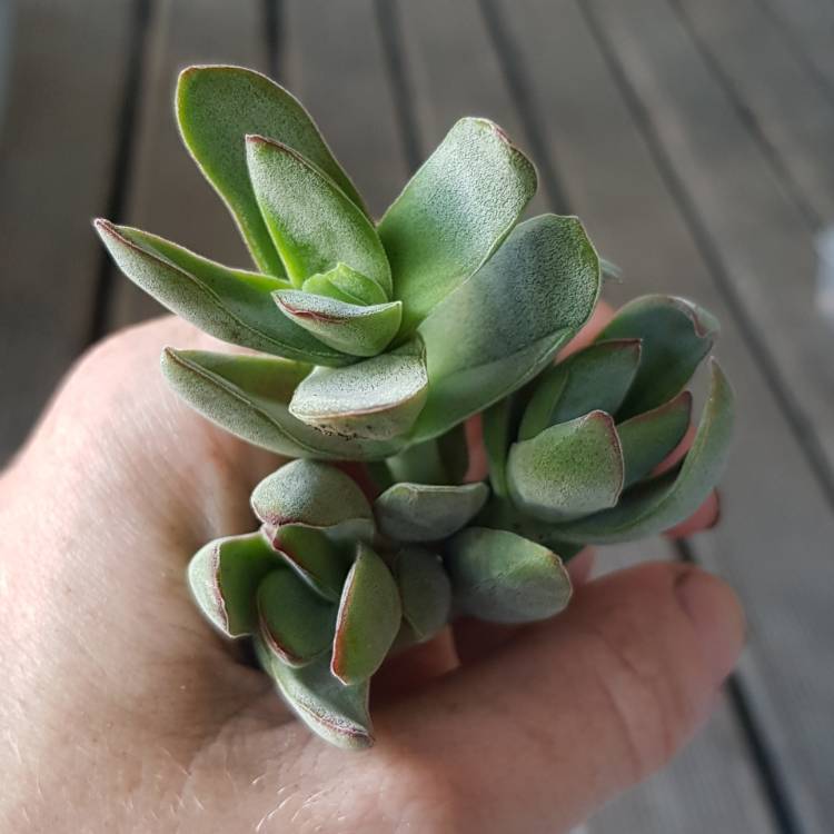 plant image 1281024