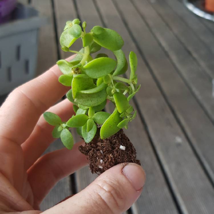 plant image 1281027