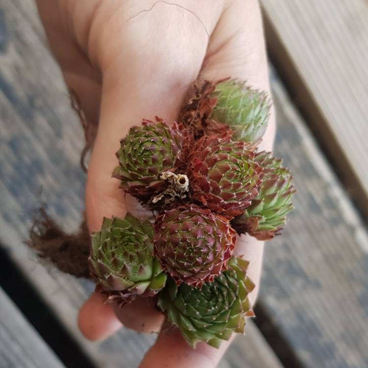 plant image 1327289