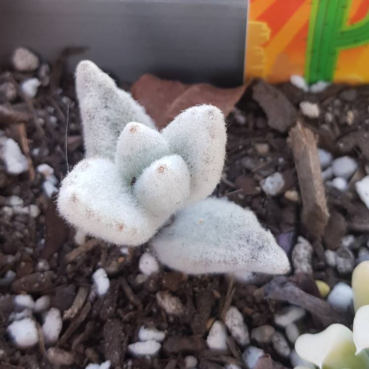 plant image 1341017 plant image 1341017