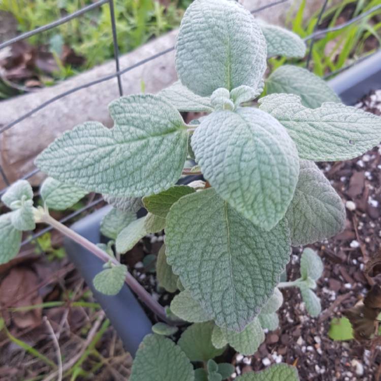 plant image 1341080
