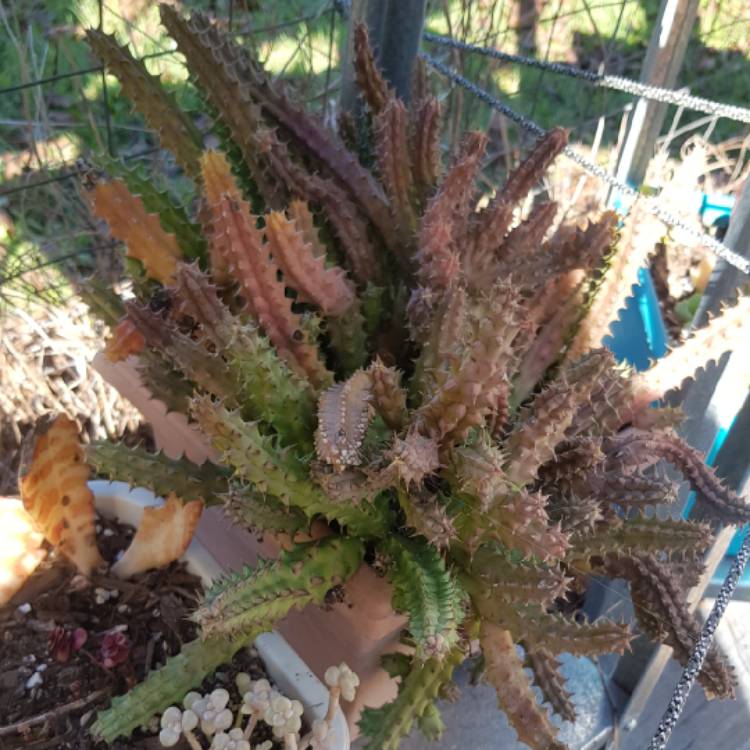plant image 1341767 plant image 1341767