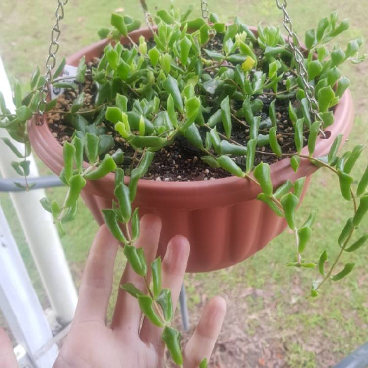 plant image 1351515