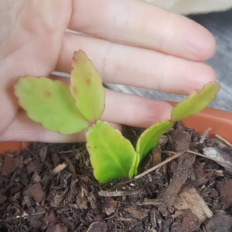 Plant image Disocactus