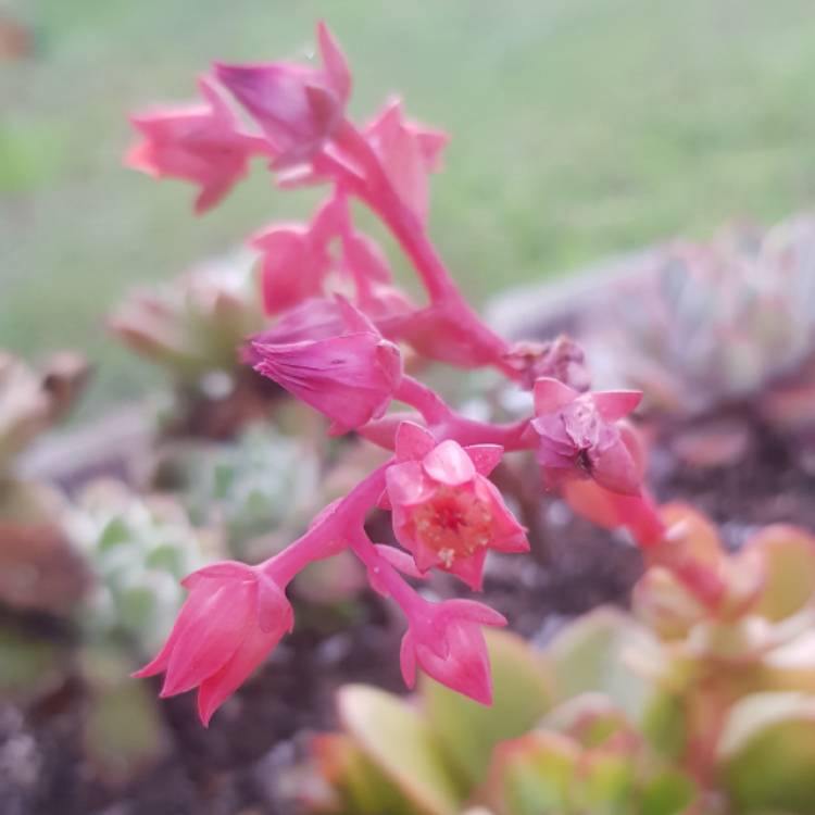 plant image 1352243 plant image 1352243
