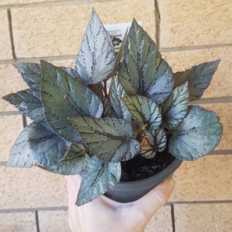 plant image 1354865