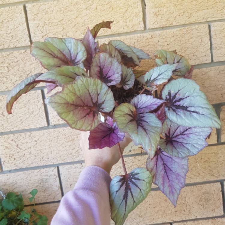 plant image 1354866 plant image 1354866