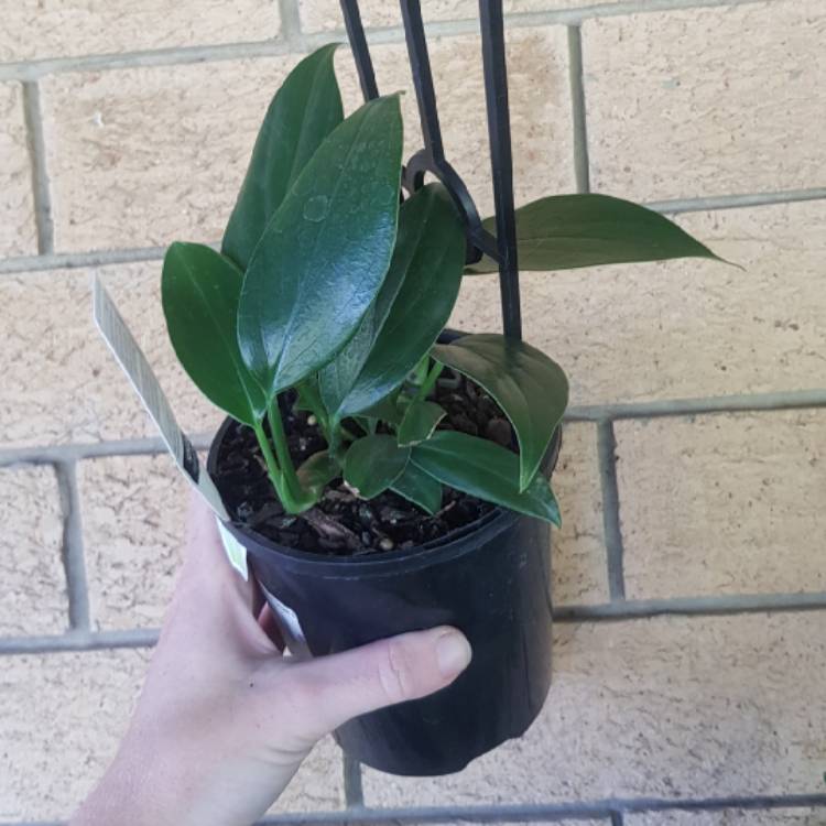 plant image 1357899