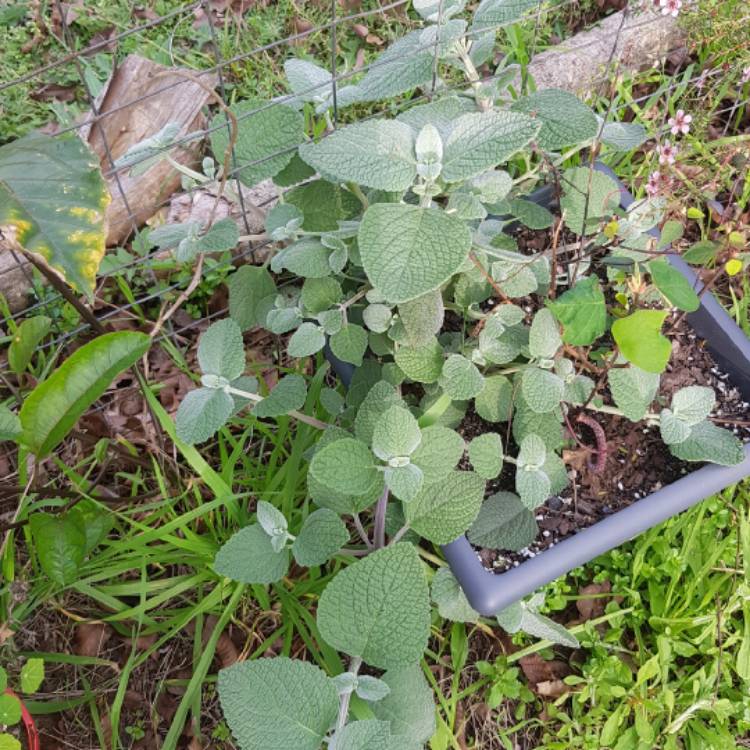 plant image 1364068