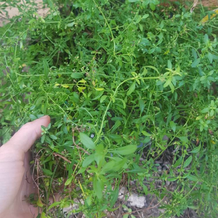 plant image 1366375