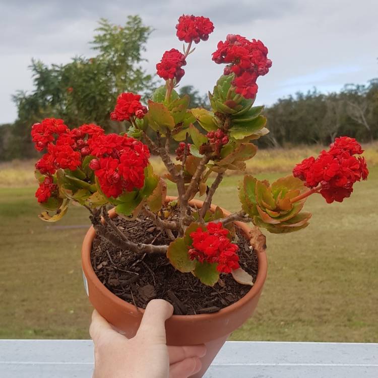 plant image 1367163
