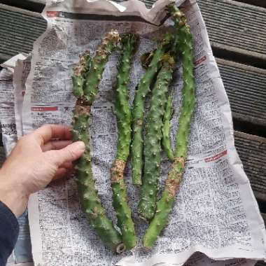 Euphorbia nivulia